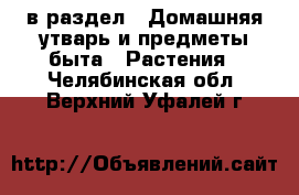  в раздел : Домашняя утварь и предметы быта » Растения . Челябинская обл.,Верхний Уфалей г.